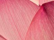 Lotus Blossoms