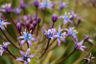 Scilla peruviana Flower (23/06/2013, Kew Gardens, London)