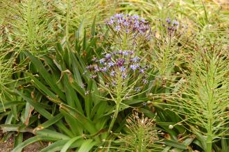 Scilla peruviana (23/06/2013, Kew Gardens, London)