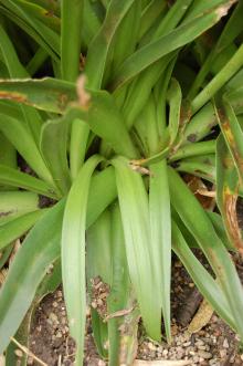 Scilla peruviana Leaf (23/06/2013, Kew Gardens, London)