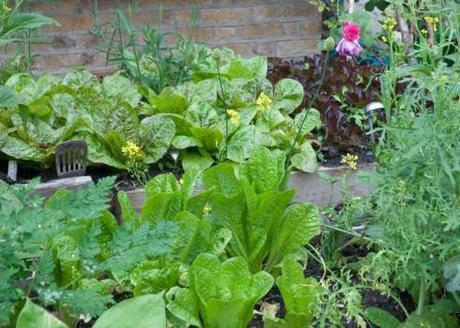 Lettuces and herbs in the front garden