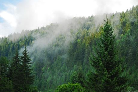 Third of Conifers Under Threat of Extinction, Study Says