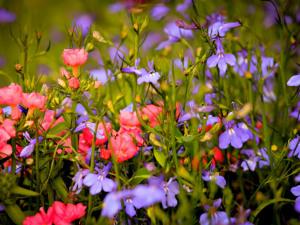 flowers in the field