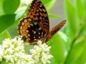 Floridian Butterfly Species Believed Extinct
