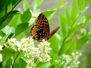 Butterflies are one of our most active pollinators -- and a barometer for ecological health/Samantha Page