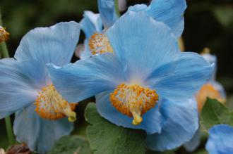 Meconopsis betonicifolia Flower (23/06/2013, Kew Gardens, London)