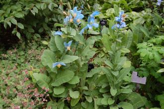 Meconopsis betonicifolia (23/06/2013, Kew Gardens, London)