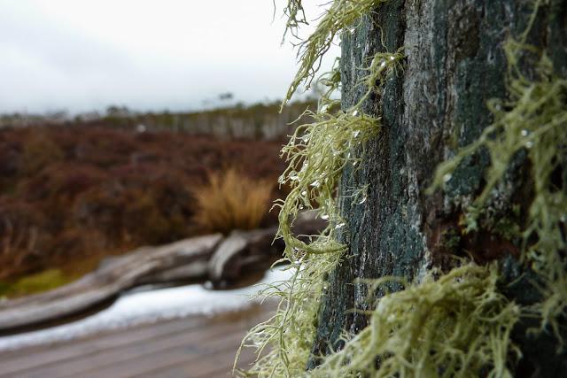moss on fence post
