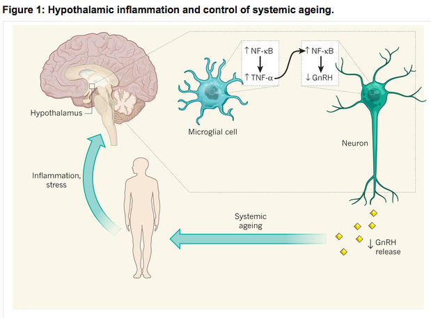 Inflammation links ageing to the brain.