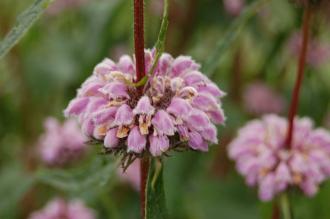 Phlomis tuberosa Flower (23/06/2013, Kew Gardens, London)