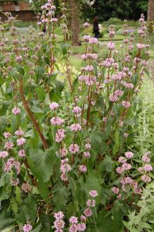 Phlomis tuberosa (23/06/2013, Kew Gardens, London)