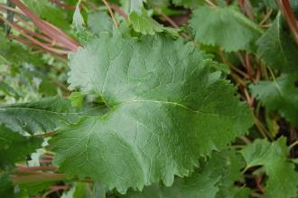 Phlomis tuberosa Leaf (23/06/2013, Kew Gardens, London)