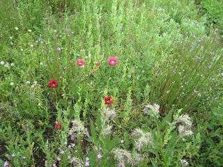 Marvellous meadow or messy mankiness?