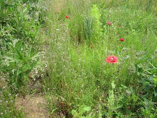 Marvellous meadow or messy mankiness?