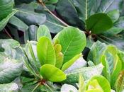 PADE Entry Theme FRESH