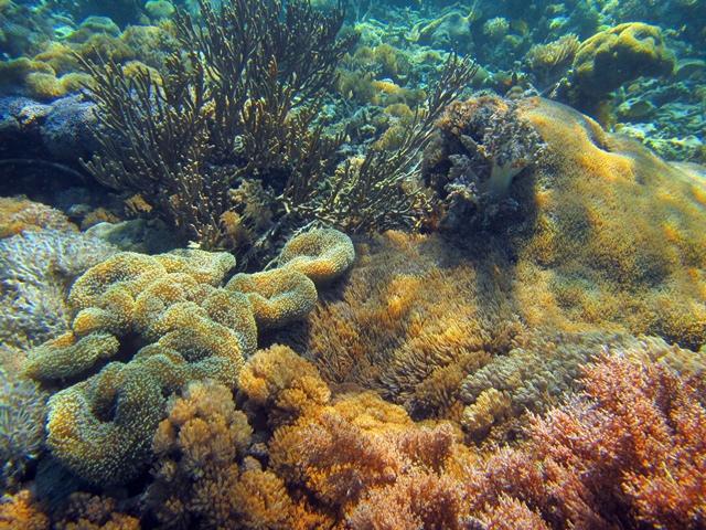 Stunning corals