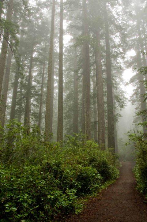 Redwoods shrouded in mist