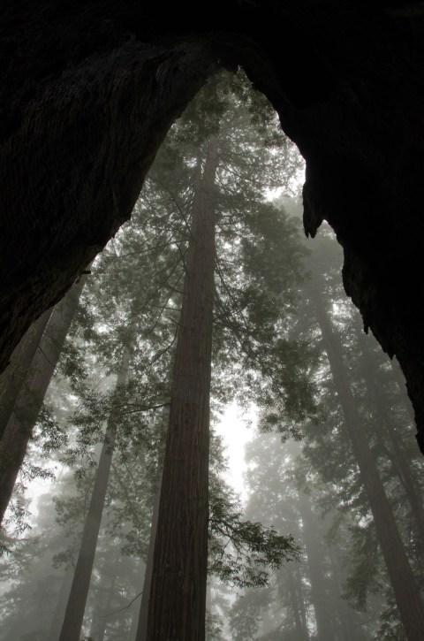Redwood Forest Shrouded in Mist
