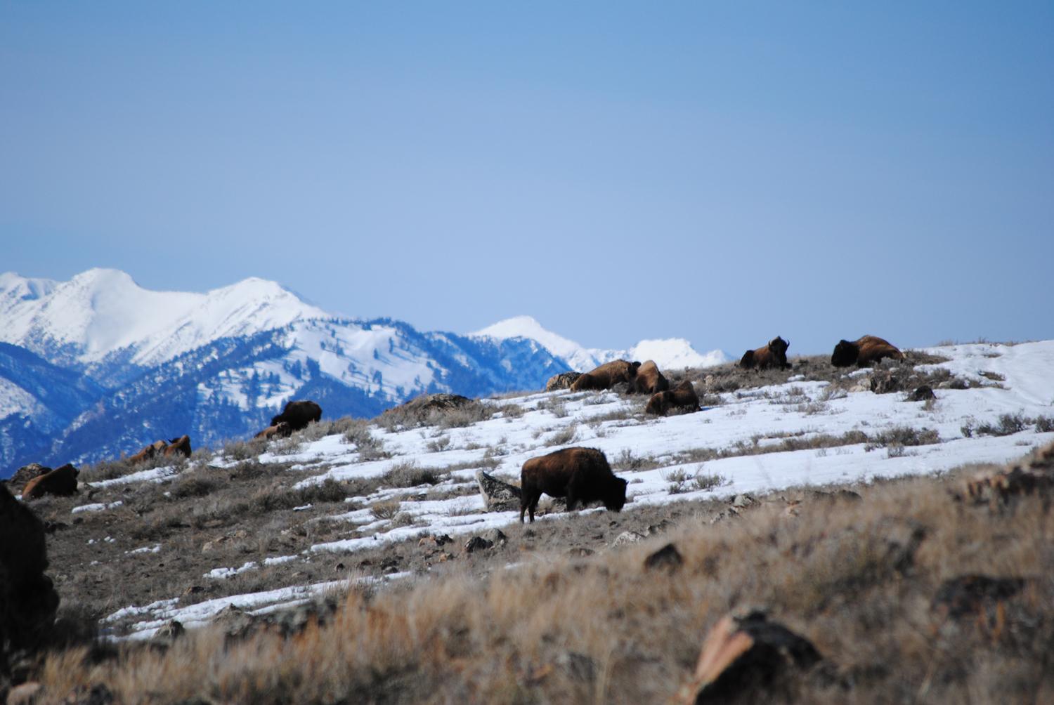 In the Presence of Buffalo: Working to Stop the Yellowstone Slaughter