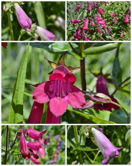 penstemons (1024x1280)