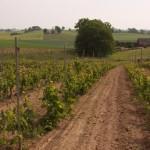 Hallakra's vineyards