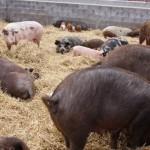 Caring for the pigs