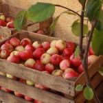 Fresh apples in September
