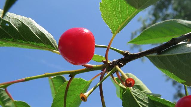 Cherry-Pie-and-Skywatch-Friday