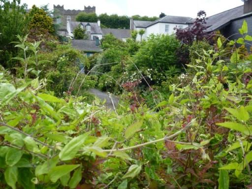 another view of mature garden in Kinsale