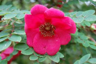 Rosa moyesii Flower (23/06/2013, Kew Gardens, London)