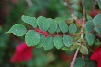 Rosa moyesii Leaf (23/06/2013, Kew Gardens, London)