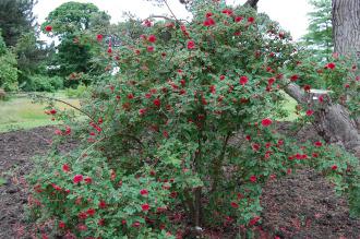 Rosa moyesii (23/06/2013, Kew Gardens, London)