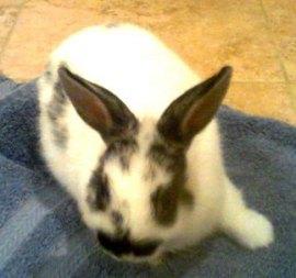 Casey the Rabbit
