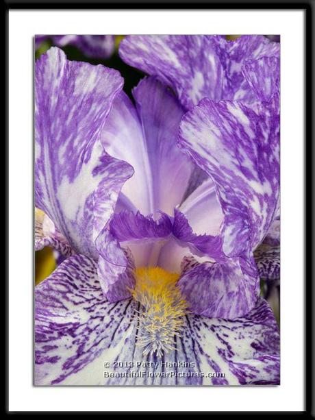 New Photo: Purple Streaker Iris Purple Streaker Iris