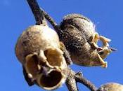 Dragon's Skull: Macabre Appearance Snapdragon Seed Pods