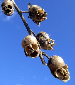 The Dragon's Skull: The Macabre Appearance Of Snapdragon Seed Pods