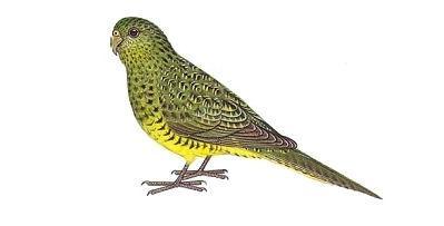 Rare Australian Night Parrot Caught On Camera Rare Australian Night Parrot Caught On Camera