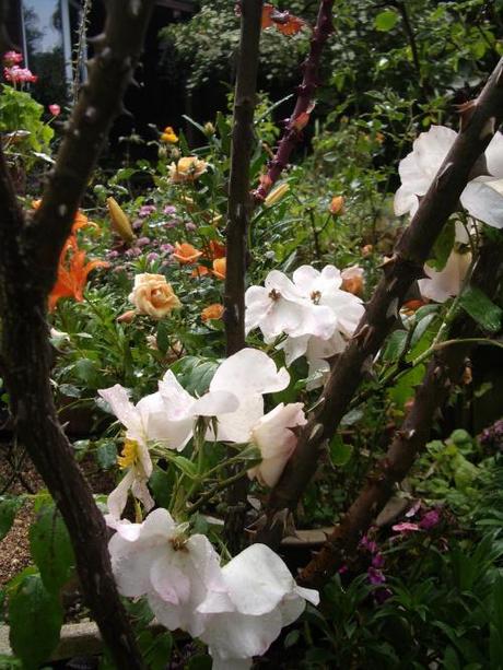 Creation: How plants avoid starvation