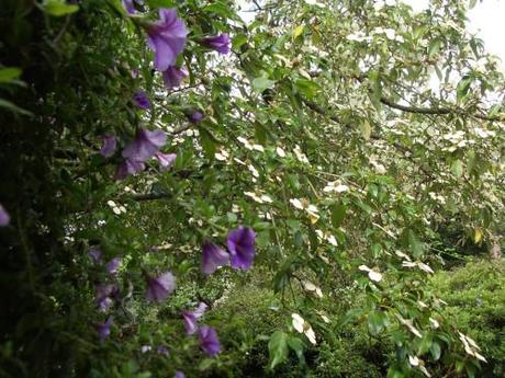 purple&dogwood2