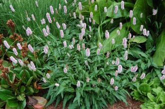 Persicaria bistorta (23/06/2013, Kew Gardens, London)