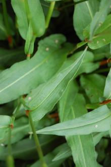 Persicaria bistorta Leaf (23/06/2013, Kew Gardens, London)