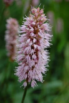 Persicaria bistorta Flower (23/06/2013, Kew Gardens, London)