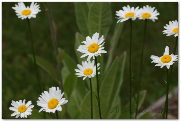 Daisies