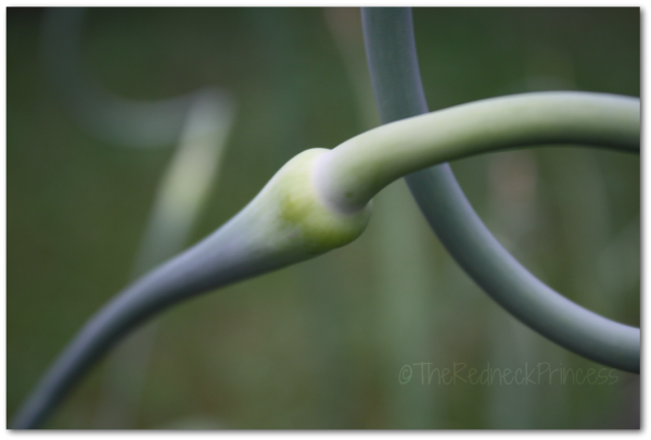 garlic scape