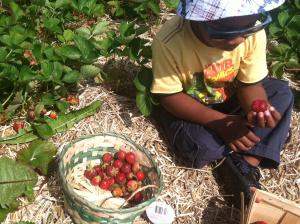 Avant strawberry picking III