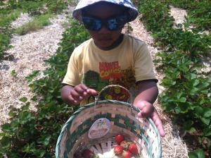 Avant Strawberry picking I
