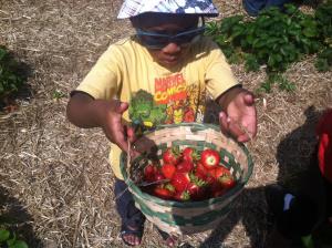 Avant Strawberry picking