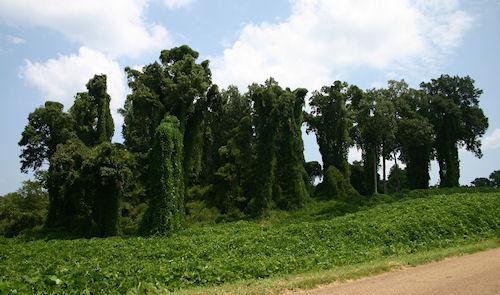 The Day Of The Kudzu