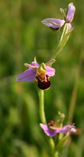 Leicestershire & Rutland Orchids