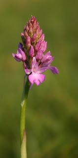 Leicestershire & Rutland Orchids